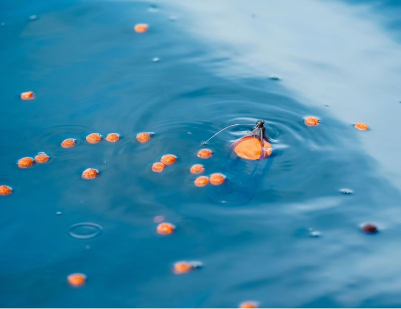 korum surface feeder float-3