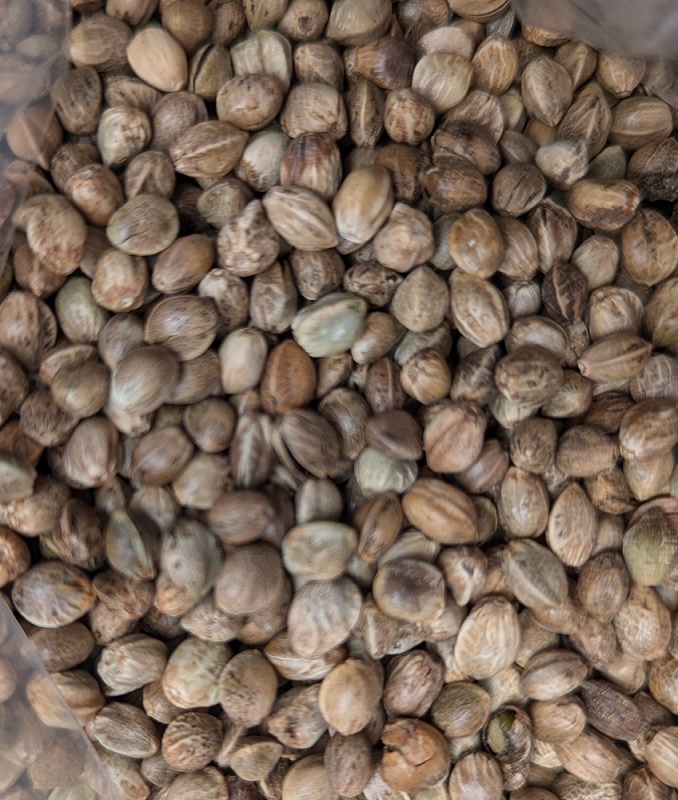 uncooked hemp-1