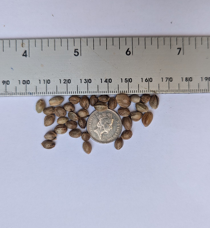 uncooked hemp-2